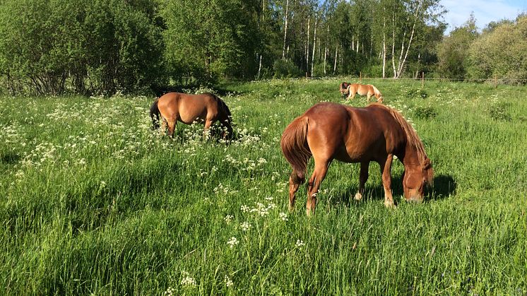 Bete ger näringsrikare vegetation och variation i landskapet