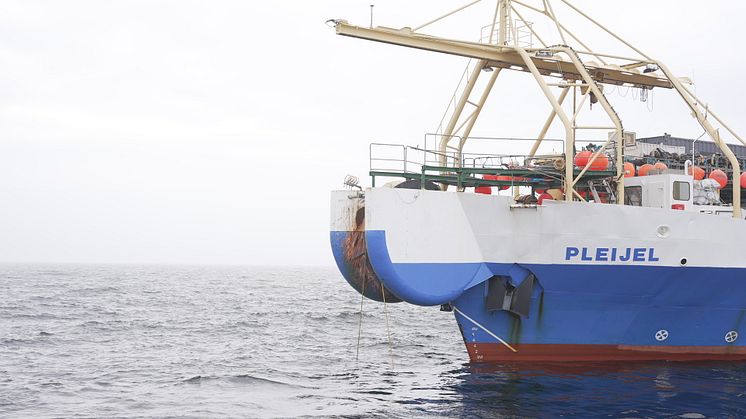 Kablerne trækkes op fra havbunden, kun 4cm tykke