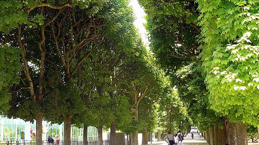 Pariskänsla planteras längs Malmös boulevard