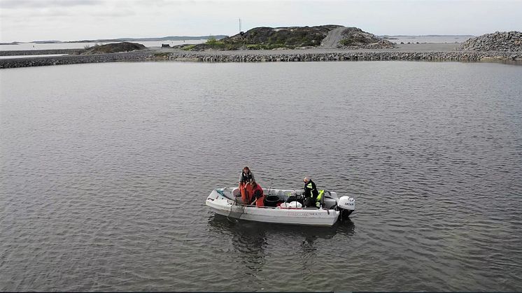 Eels being fished out of the embanked lagoon in the port of Gothenburg. Photo: Gothenburg port Authority. 