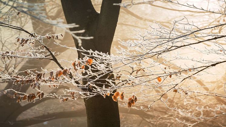 Tidlig vinter løfter strømprisen