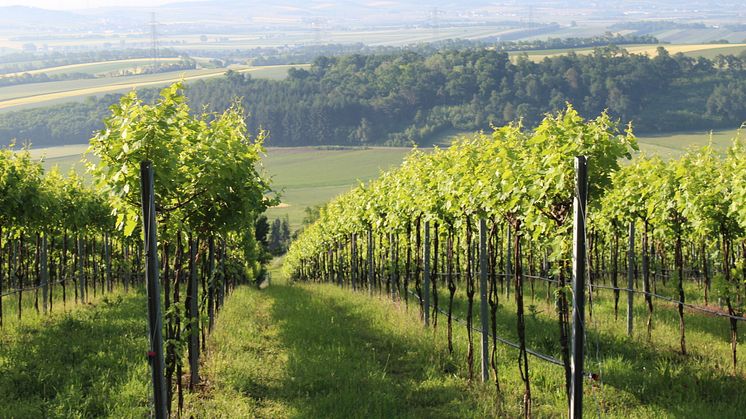 Schloss Bockfliess vinmarker med sørvendte skråninger ned mot slettene i Marchfeld-området. Den store Hochleiten-skogen beskytter vinmarkene mot vind og jordmonnet består av dyp finkornet jord. En perfekt vinmark å dyrke Riesling på i Østerrike.