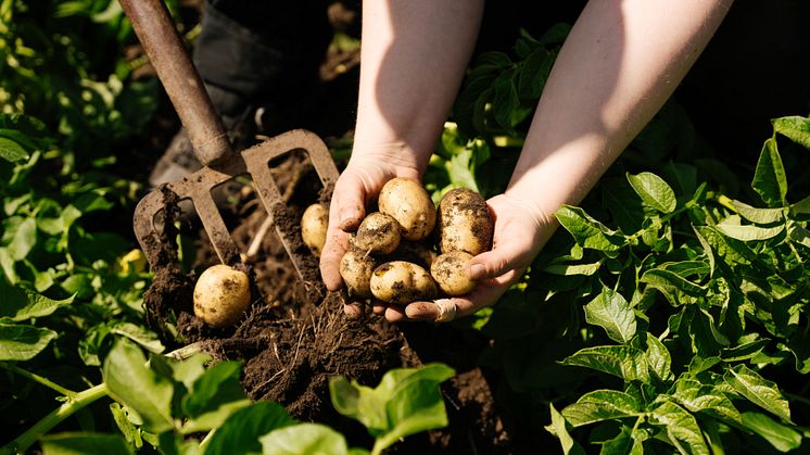 Potatis-Foto-Larsviken