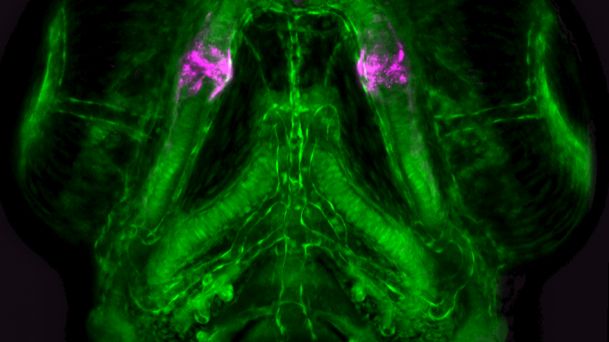 A regulatory DNA sequence preserved in jawed vertebrates 