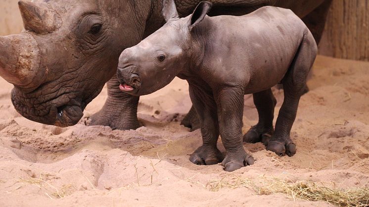 Nyfödd noshörning på Kolmården 