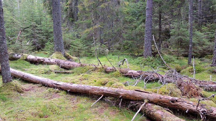 I Rostbergets naturreservat finns det gott om långsamt döende granar. Det gör området till en populär boplats för bland annat bastborren. Foto: Länsstyrelsen i Dalarnas län