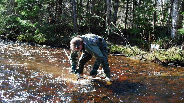 Foto: Mats Norberg. Linda Backlund tar prover på bottenfauna i Klappmarksbäcken, biflöde till Sävarån i Västerbotten.