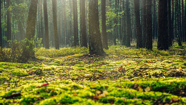 Begravelsespladser og skovbadning: En skovtur kan være mere end bare en skovtur