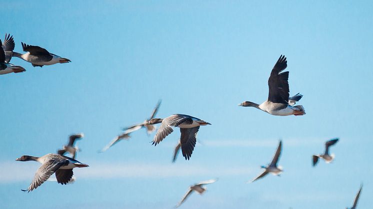 Ökad förekomst av vilda fåglar som utgör en reservoar för fågelinfluensaviruset bidrar till att riskerna ökar. Foto: Susanne Lindholm/Scandinav bildbyrå