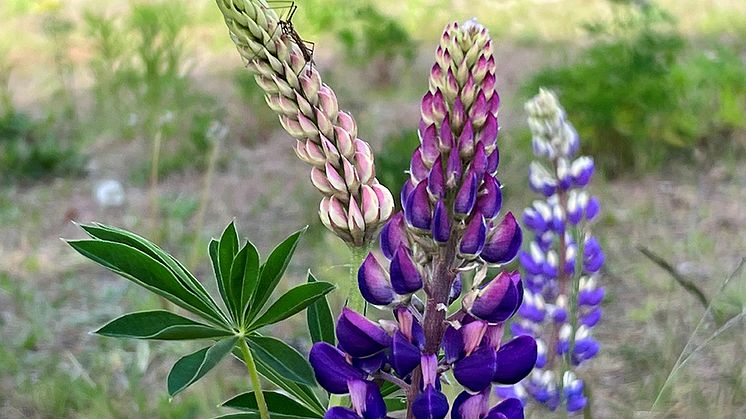 ﻿﻿Blomsterlupinen sprider sig snabbt och konkurrerar ut andra växter där den etablerar sig. Foto: Johanna Grundström