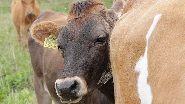 Arla Oy keskustelee maidontuottajiensa kanssa