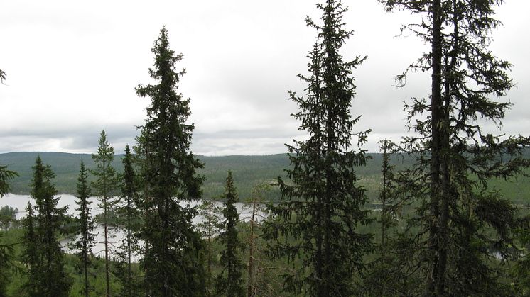 Bild tagen i det nya naturreservatet Knittarna. Foto: Länsstyrelsen i Dalarnas län