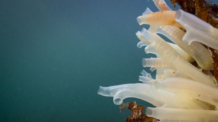 Tunikat - Ciona intestinalis (Foto: Pronofa AS)