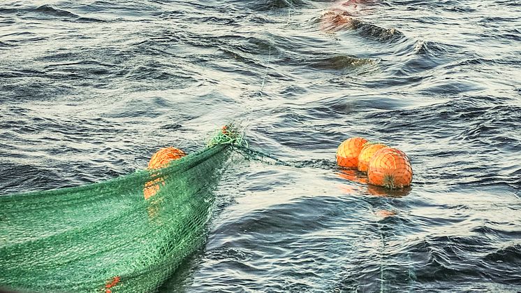 Minskade kvoter för torskfisket men ökade kvoter för sillfisket i Östersjön