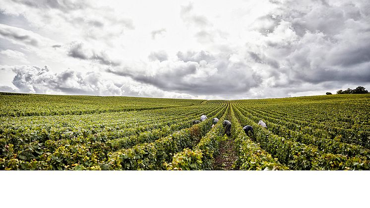 Henriot vineyards.jpg