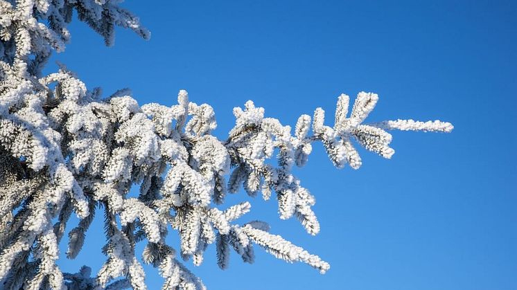 Syntolkning: Gran med frost och snö och blå himmel.