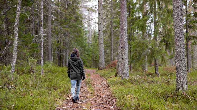 Gallrar för vitrygg och biologisk mångfald