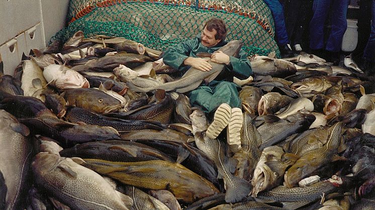 Forskaren Eero Aro omgiven av stora torskar under en forskningsexpedition i södra Östersjön 1987. Källa: Eero Aro