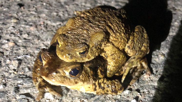 Paddhonan på bilden är en kämpe, trots förlorat framben kom hon i bra fart haltandes mot den farliga vägen med sin hane på ryggen. Hon fick hjälp av grodpatrullen att ta sig över vägen till träsket dit de vandrar för parningslek.