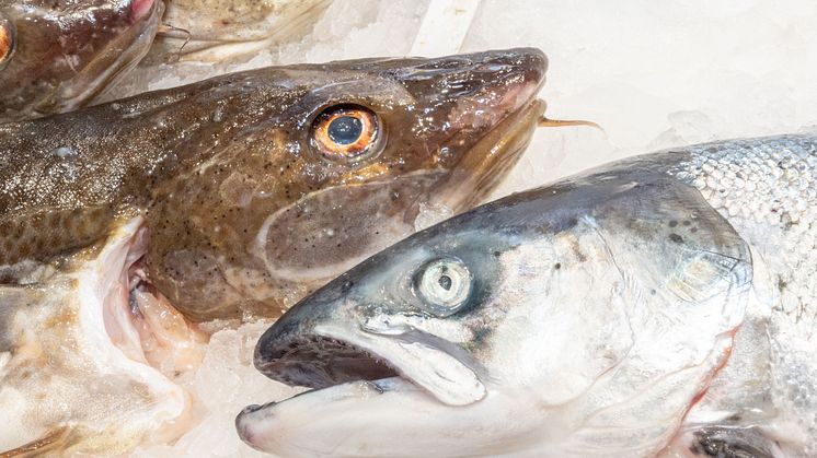 Spanjoler er tradisjonelle fiskekjøpere. De foretrekker ferskfiskdisken og vil helst se hele fisken før de kjøper den