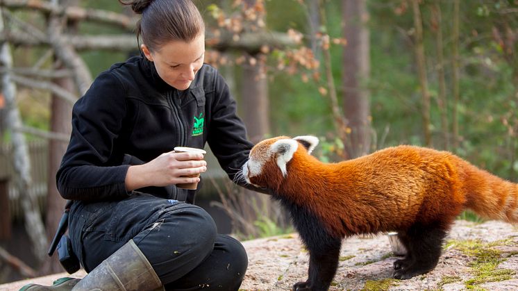 Kolmården uppmärksammar internationella dagen för röd panda