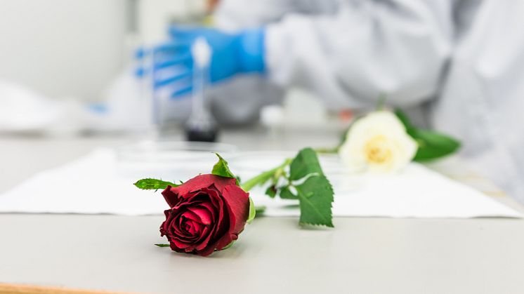 I Laboratoriet för organisk elektronik blir rosor till energilager