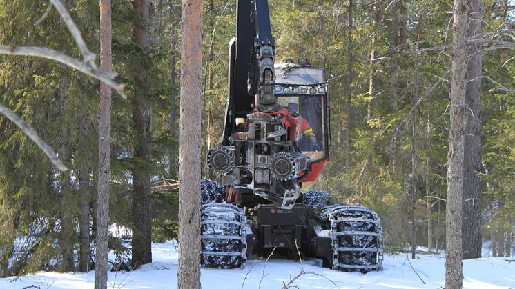 Mer mångfald med hyggesfritt skogsbruk?