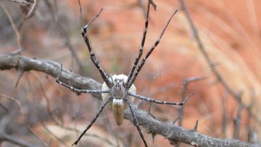 Spindeltråd bildas blixtsnabbt i trestegsprocess