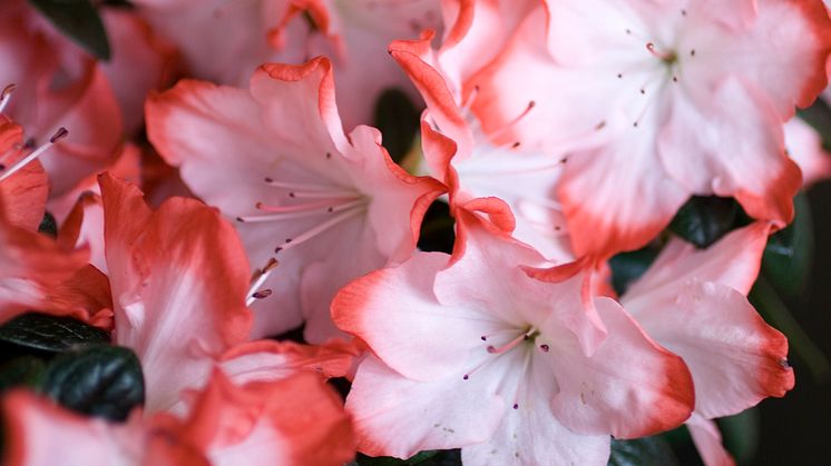 Idéträdgården ”Azalea - Vårkänslor från Himalaya ”