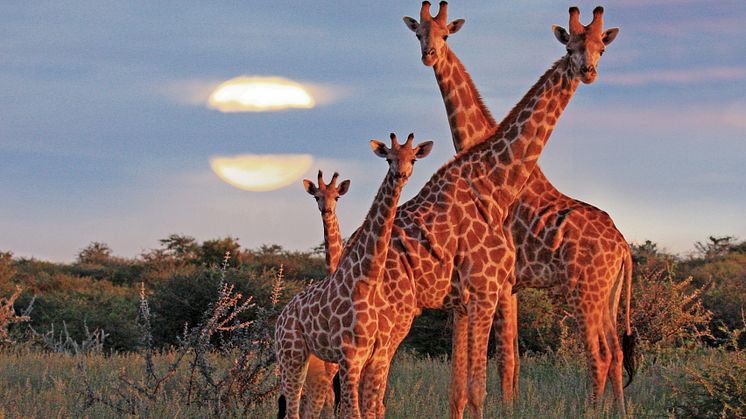 Giraffer i Sydafrika