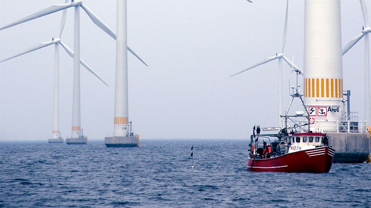 Havsbaserad vindkraft påverkar fiskars beteende