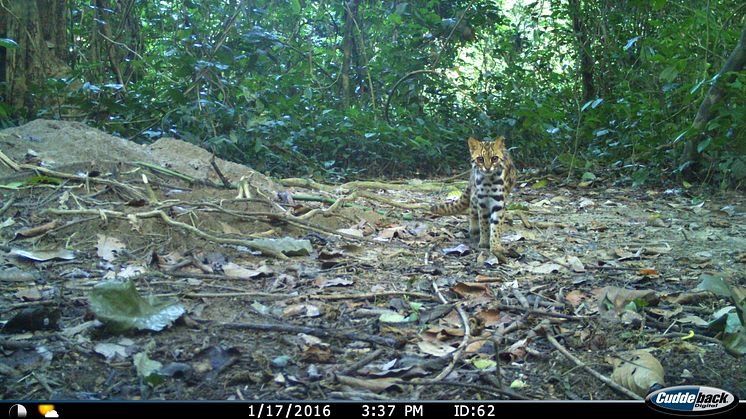 Leopardkatten har främst observerats i tropiska och subtropiska skogsområden. Foto: André P. Silva, Surabhi Nadig and Navya R. 