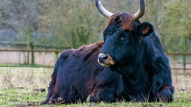 Uroxarna i Skånes Djurpark har fått ett helt nytt hägn där den ”rekonstruerade” uroxen, får en framträdande plats. Uroxen försvann från Sverige redan på 1000-talet och dog ut i Europa 1627.