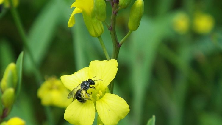 Ett smalbi (Lasioglossum sp.) besöker en rapsblomma. Foto: Ulrika Samnegård.