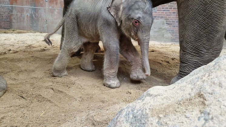 Zoo Leipzig - Elefantenkalb