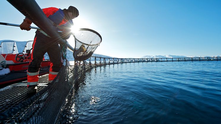 Record salmon exports in 2014