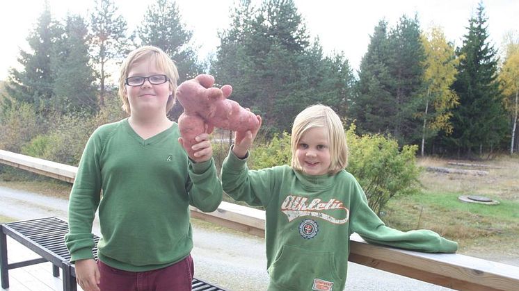 Tävla om Sveriges största potatis