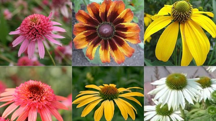 Rudbeckia - en sensommarfavorit!