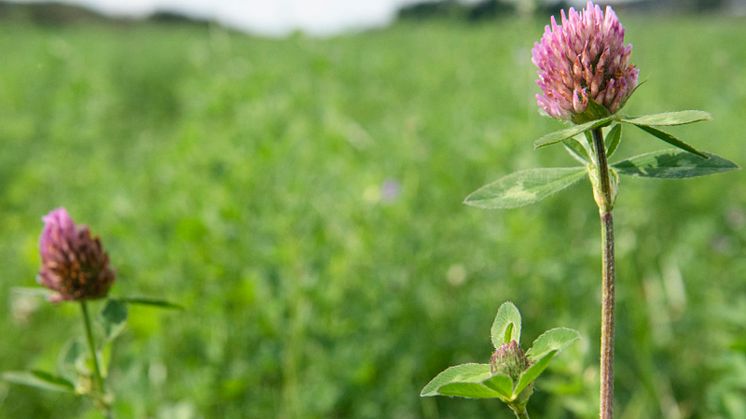 KRAV skärper regel om kväve- och fosforgödsling och inför ny regel för att beräkna klimatpåverkan