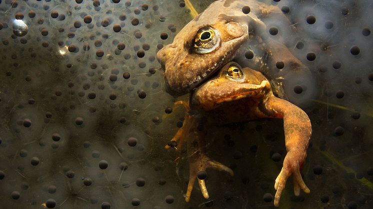 ​Se de prisbelönta bilderna från Årets naturfotograf 2013 