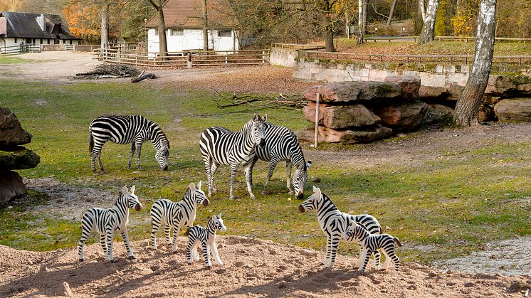 PLAYMOBIL und der Tiergarten Nürnberg laden zum großen Zoo-Quiz ein