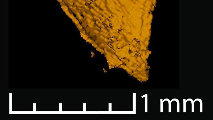 Täckvinge från en av skalbaggarna. Bild: Martin Qvarnström