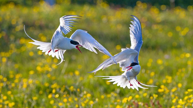 Silvertärnan tillhör en av våra mest eleganta fåglar och forskare kartlägger nu deras flyttmönster. Se mer i SVT-dokumentären Tärnsommar på onsdag.