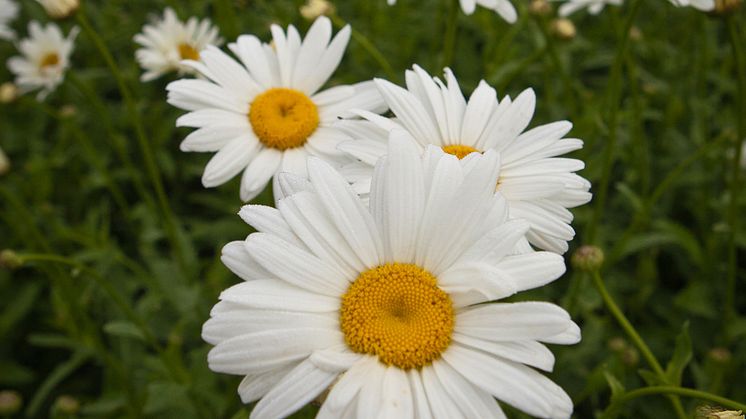 Jätteprästkrage, Leucanthemum x superbum ’Bröllopsgåvan’ Svenskt kulturarv