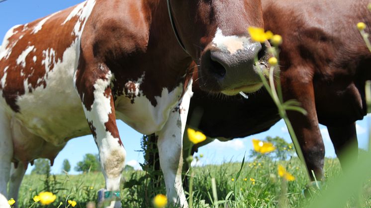 Arla-landmænd slår dørene op til Åbent Landbrug 