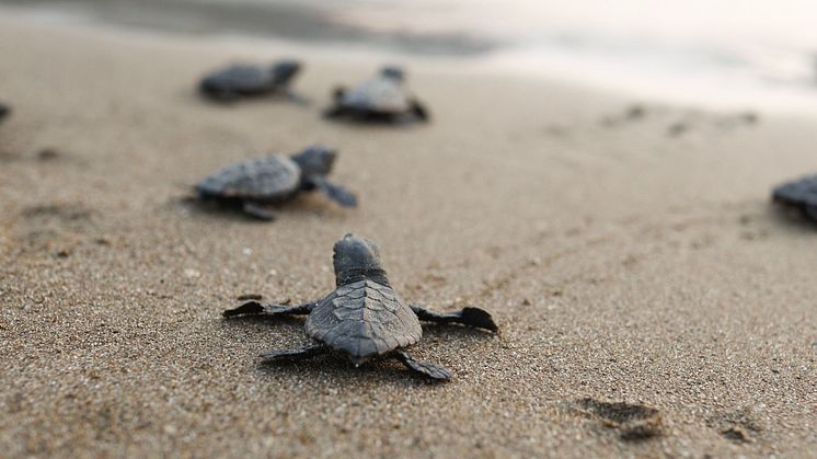 TUI Turtle Aid-programmet skyddar utrotningshotade karettsköldpaddor och deras häckningsplatser på stränder.