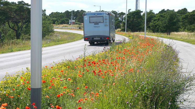 De gotländska vägrenarna sköts med anpassad slåtter som ger ökad artrikedom och blomning. Foto: Anna Lind Lewin.