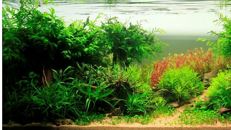 Find de bedste akvarieplanter og tilbehør hos co2shoppen.dk