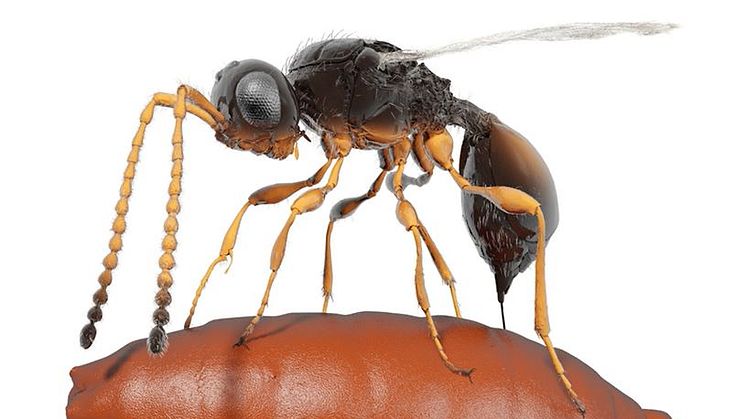 Insektspuppor med parasitsteklar i är första fossilet som visar parasiters evolution, visar ny forskning från Naturhistoriska riksmuseet