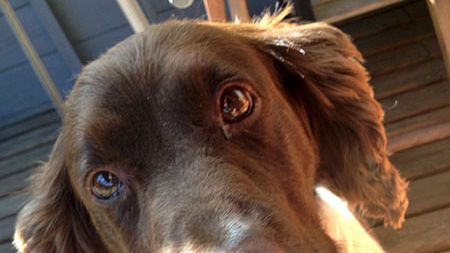 Hundar utan Hem samlar in 23000 kr till Eyras veterinärvård